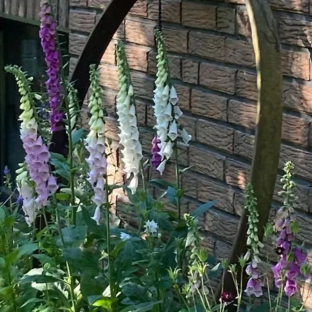 Haselnuss Apartman